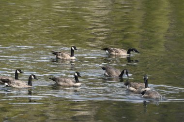 Wyoming Yellowstone Milli Parkı Lamar Vadisi'nde Alabalık Gölü'nde Kanadalı kazlar 
