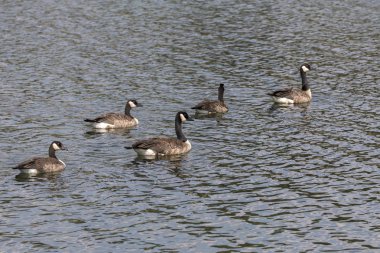 Wyoming Yellowstone Milli Parkı Lamar Vadisi'nde Alabalık Gölü'nde Kanadalı kazlar 