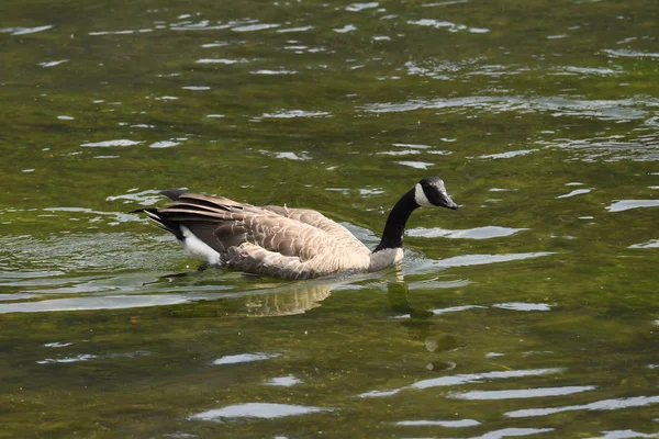 Canadian Geese Trout Lake Lamar Valley Yellowstone National Park Wyoming — Stock Photo, Image