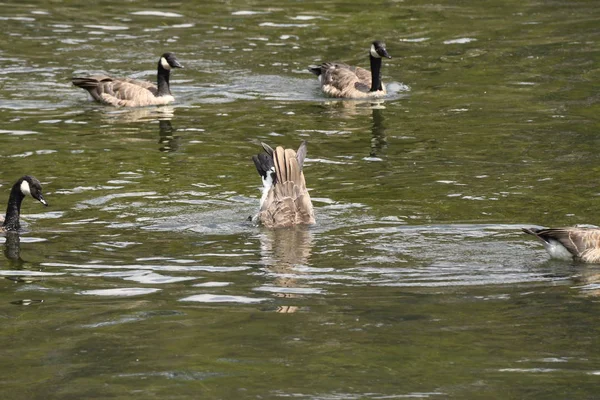 Canadian Geese Trout Lake Lamar Valley Yellowstone National Park Wyoming — Stock Photo, Image