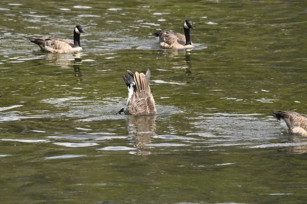 Canadian Geese Trout Lake Lamar Valley Yellowstone National Park Wyoming — Stock Photo, Image