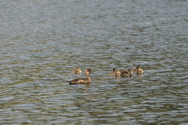 Canadian Geese Trout Lake Lamar Valley Yellowstone National Park Wyoming — Stock Photo, Image