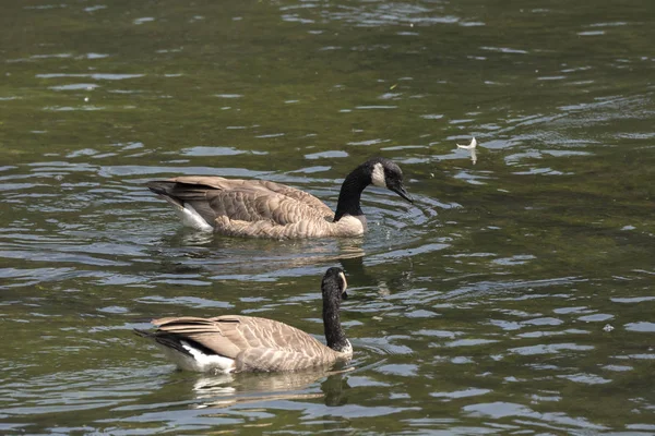 Canadian Geese Trout Lake Lamar Valley Yellowstone National Park Wyoming — Stock Photo, Image