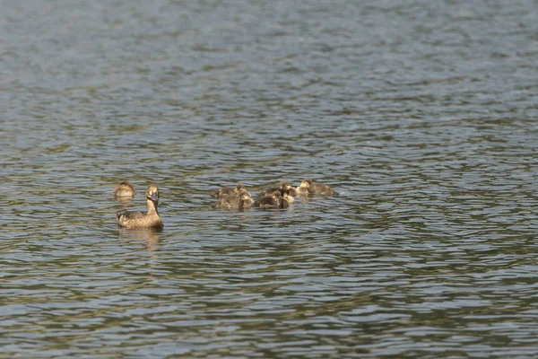 Oche Canadesi Trout Lake Nella Lamar Valley Nel Parco Nazionale — Foto Stock