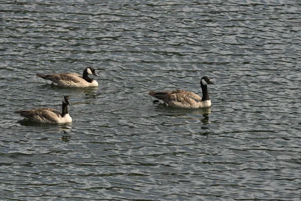 Canadian Geese Trout Lake Lamar Valley Yellowstone National Park Wyoming — Stock Photo, Image