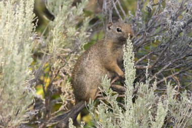 squirrel in the bushes at Trout Lake in Lamar Valley in Yellowstone National Park in Wyoming  clipart