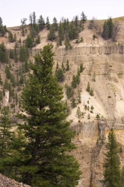 Wyoming Yellowstone Milli Parkı Lamar Vadisi'nde Tower Fall peyzaj ve ağaçlar 