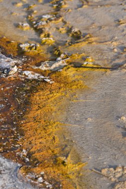 Wyoming Yellowstone Milli Parkı Bisküvi Havzası'nda Gayzer