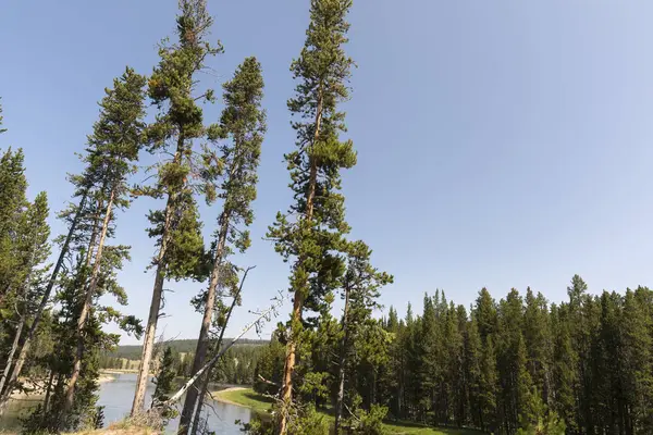 Aperçu Prairie Rivières Dans Parc National Yellowstone Wyoming — Photo