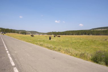 Wyoming Yellowstone Milli Parkı 'nda asfalt yol