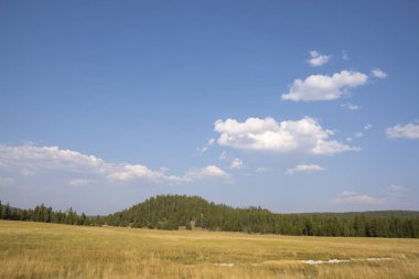 nature landscape in Lamar Valley in Yellowstone National Park on summer in Wyoming clipart