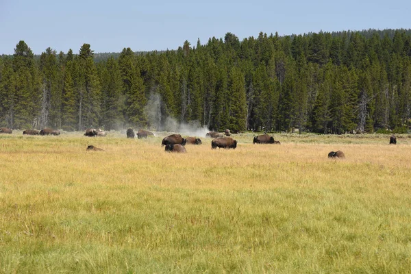 Paysage Naturel Dans Vallée Lamar Dans Parc National Yellowstone Été — Photo