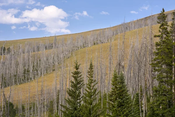 Nature Landscape Lamar Valley Yellowstone National Park Summer Wyoming — Stock Photo, Image