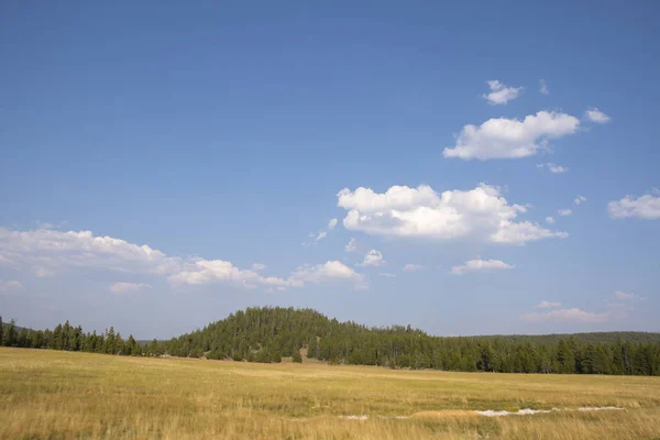 Wyoming yaz aylarında Yellowstone Milli Parkı Lamar Vadisi'nde doğa manzara