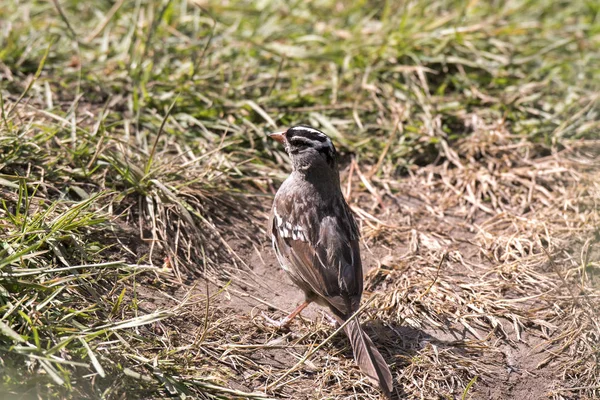 Wyoming Yellowstone Milli Parkı Lamar Vadisi Nde Passerine — Stok fotoğraf