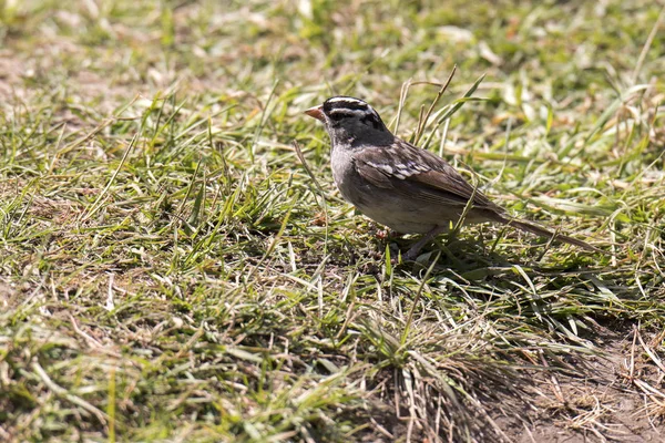 Daleki Zachód Przewóz Koni Lamar Valley Parku Narodowym Yellowstone Latem — Zdjęcie stockowe