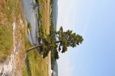 Wyoming Yellowstone Milli Parkı'nda eski sadık havzasında Gayzer ve kaplıca