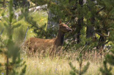 yellowstone Millî Parkı Wyoming geyik