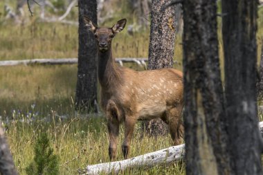 yellowstone Millî Parkı Wyoming geyik