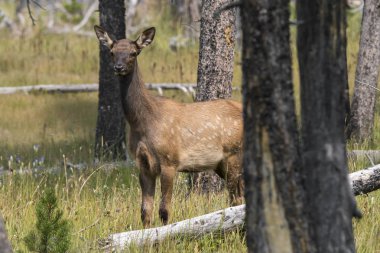 yellowstone Millî Parkı Wyoming geyik