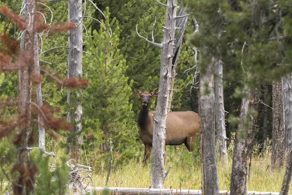 Ciervo Parque Nacional Yellowstone Wyoming — Foto de Stock