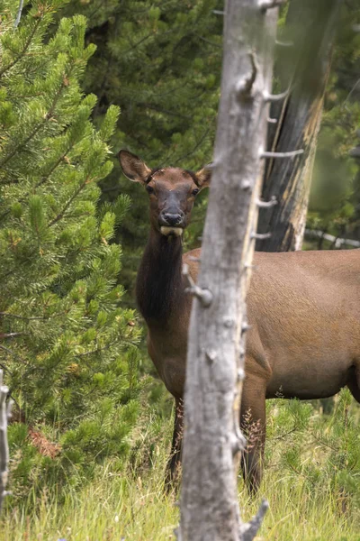 Jeleń Parku Narodowym Yellowstone Wyoming — Zdjęcie stockowe