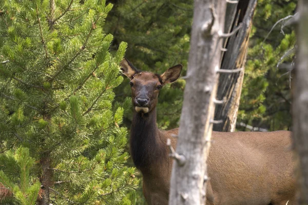 ワイオミング州のイエローストーン国立公園の鹿 — ストック写真