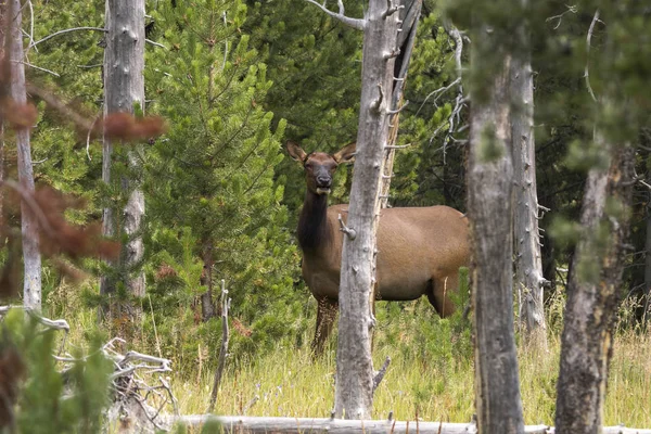 Deer Yellowstone National Park Wyoming — Stock Photo, Image