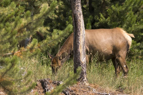 Ciervo Parque Nacional Yellowstone Wyoming — Foto de Stock