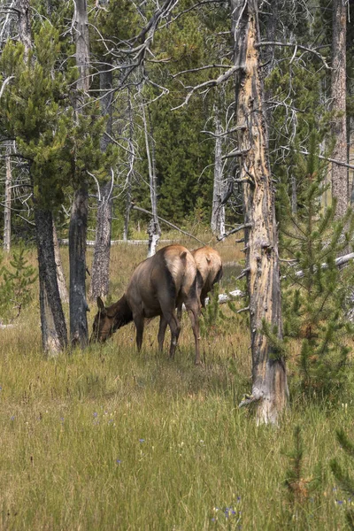 Ciervo Parque Nacional Yellowstone Wyoming — Foto de Stock