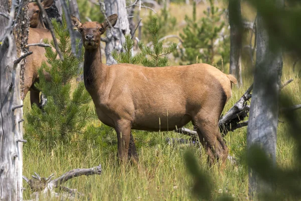 Cerfs Dans Parc National Yellowstone Dans Wyoming — Photo