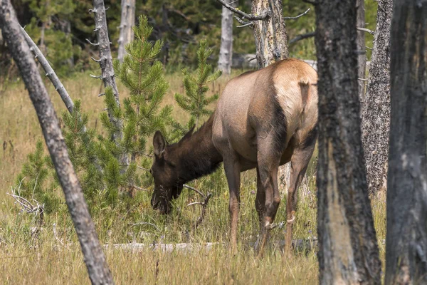 Jeleń Parku Narodowym Yellowstone Wyoming — Zdjęcie stockowe