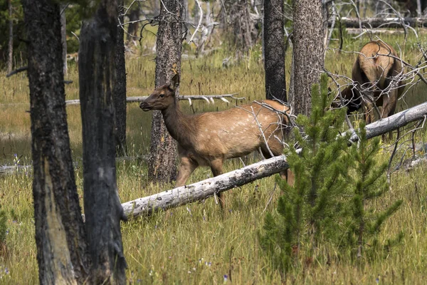 Ciervo Parque Nacional Yellowstone Wyoming —  Fotos de Stock