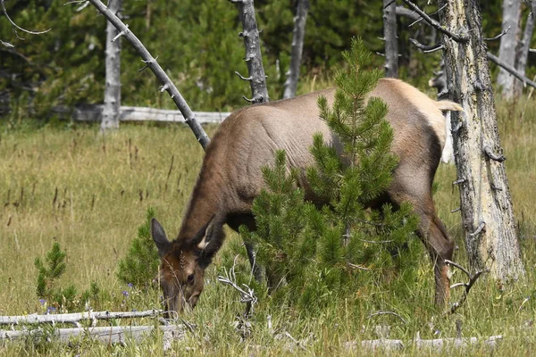 Jeleń Parku Narodowym Yellowstone Wyoming — Zdjęcie stockowe