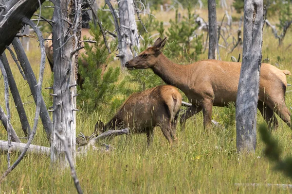 Yellowstone Millî Parkı Wyoming Geyik — Stok fotoğraf