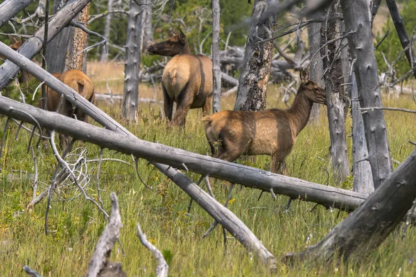 Veado Parque Nacional Yellowstone Wyoming — Fotografia de Stock