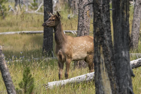 Ελάφι Στο Εθνικό Πάρκο Yellowstone Του Wyoming — Φωτογραφία Αρχείου