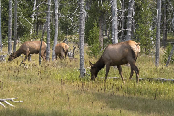 Cervi Nel Parco Nazionale Yellowstone Nel Wyoming — Foto Stock