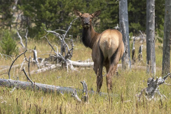 Cerfs Dans Parc National Yellowstone Dans Wyoming — Photo