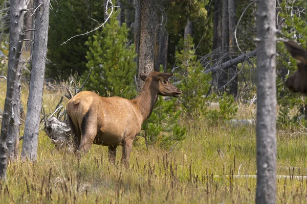 Cervi Nel Parco Nazionale Yellowstone Nel Wyoming — Foto Stock