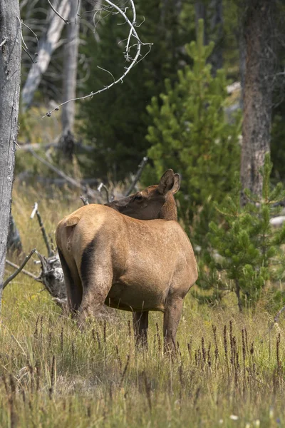 Ciervo Parque Nacional Yellowstone Wyoming — Foto de Stock