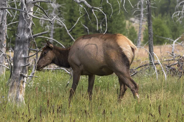 Ciervo Parque Nacional Yellowstone Wyoming —  Fotos de Stock