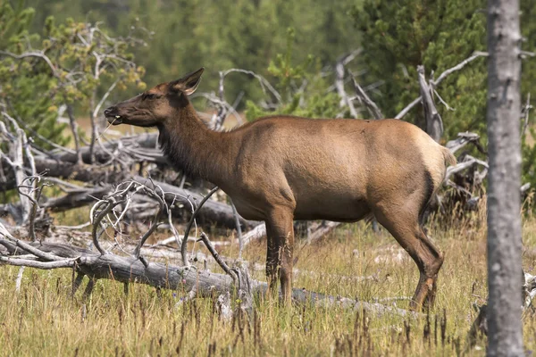 Jeleń Parku Narodowym Yellowstone Wyoming — Zdjęcie stockowe