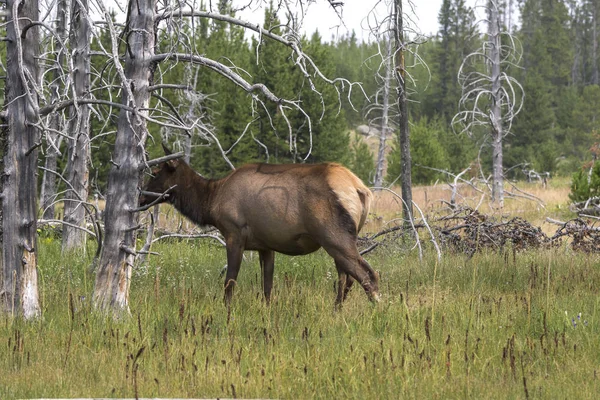 Ciervo Parque Nacional Yellowstone Wyoming —  Fotos de Stock