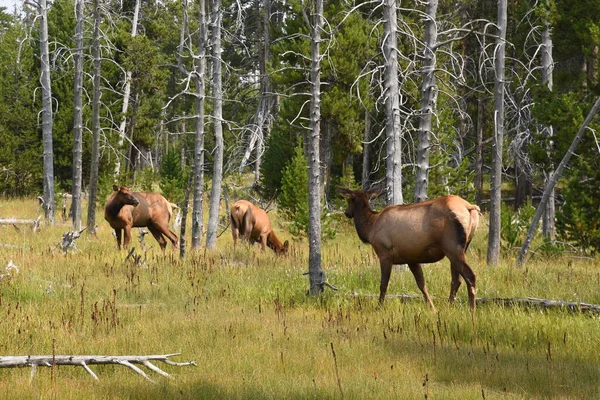 Ciervo Parque Nacional Yellowstone Wyoming — Foto de Stock