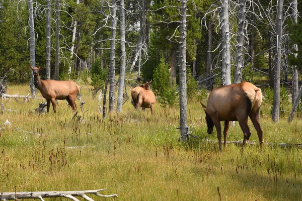 Deer Yellowstone National Park Wyoming — Stock Photo, Image