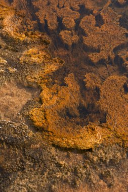 Wyoming Yellowstone Milli Parkı'nda eski sadık havzasında Gayzer ve kaplıca