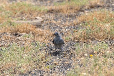 Wyoming Yellowstone Milli Parkı bitkiler üzerinde yusufçuk