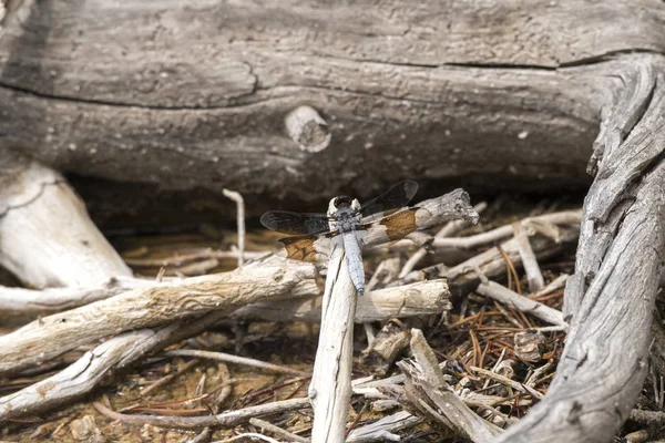 Dragonfly Rostlinách Yellowstonský Národní Park Wyomingu — Stock fotografie