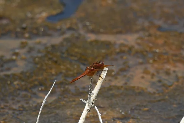 Dragonfly Rostlinách Yellowstonský Národní Park Wyomingu — Stock fotografie